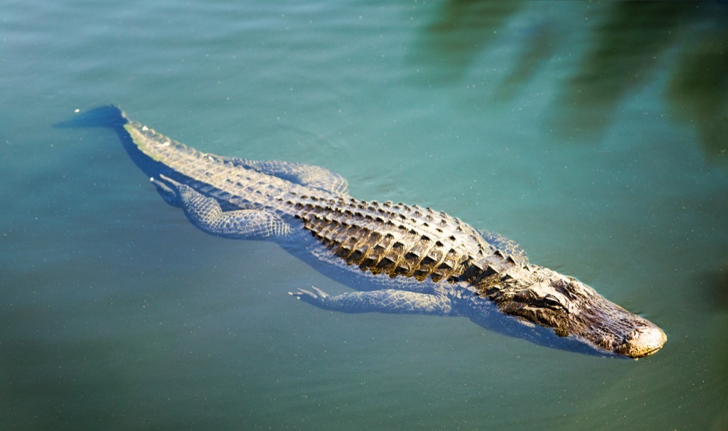 Swimming alligator