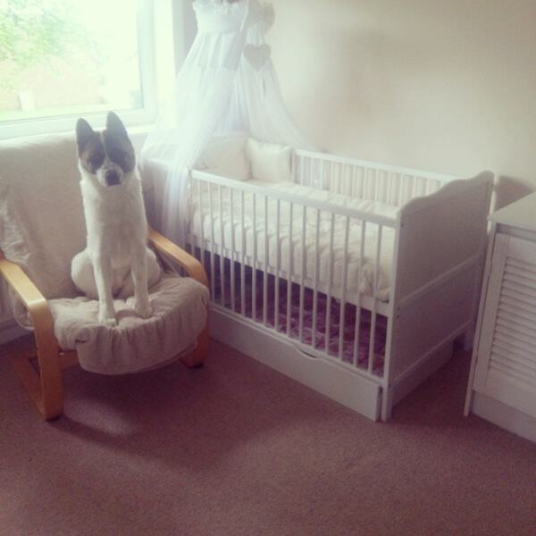 Alhanna Butler Pregnant Woman Dog