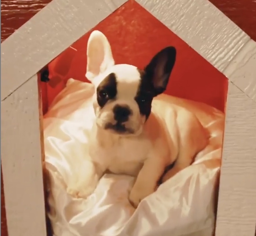 Bandit, Jada Pinkett Smith's dog