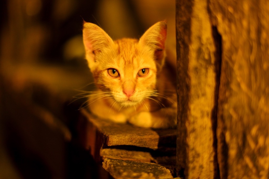 Orange cat awesome facts