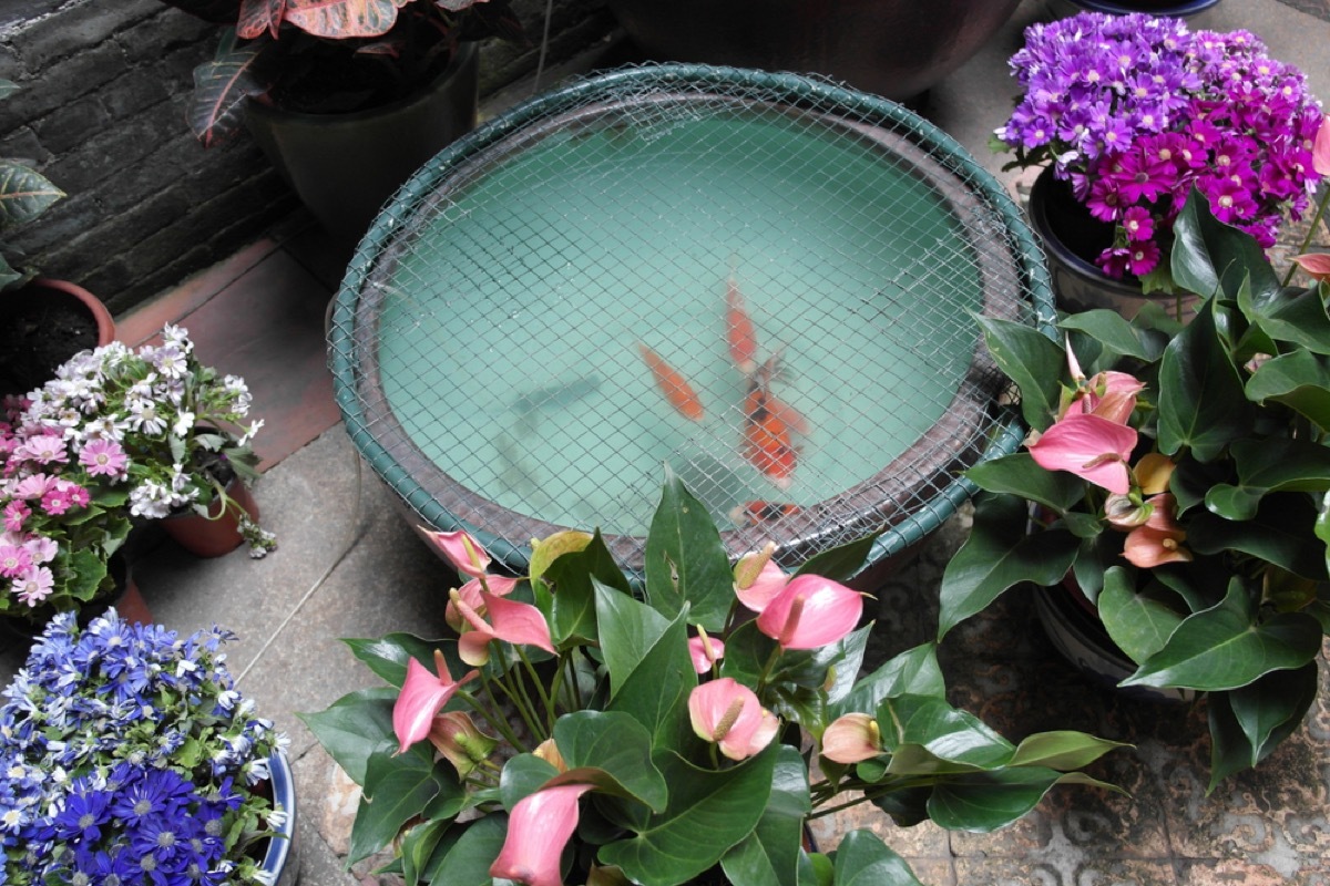 fish pond, 90s interior design