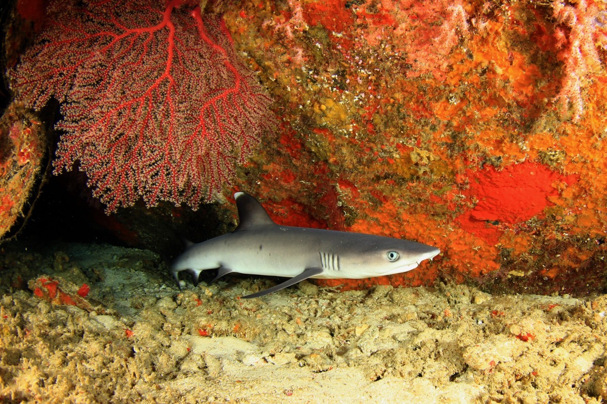 baby shark in water, dangerous baby animals