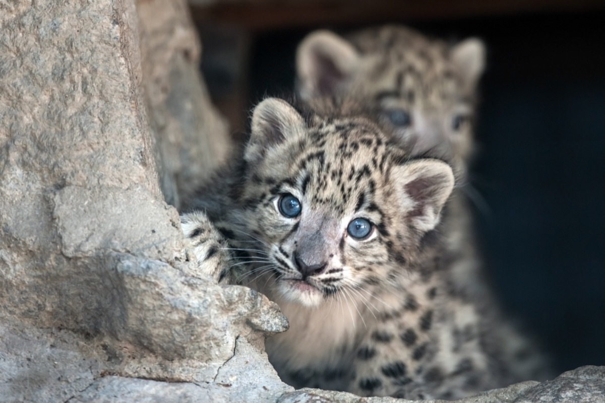 baby leopard peeking around tree, dangerous baby animals