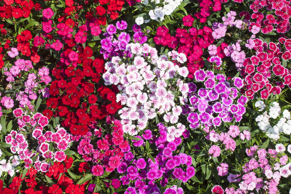 Red, pink, and purple Dianthus flowers