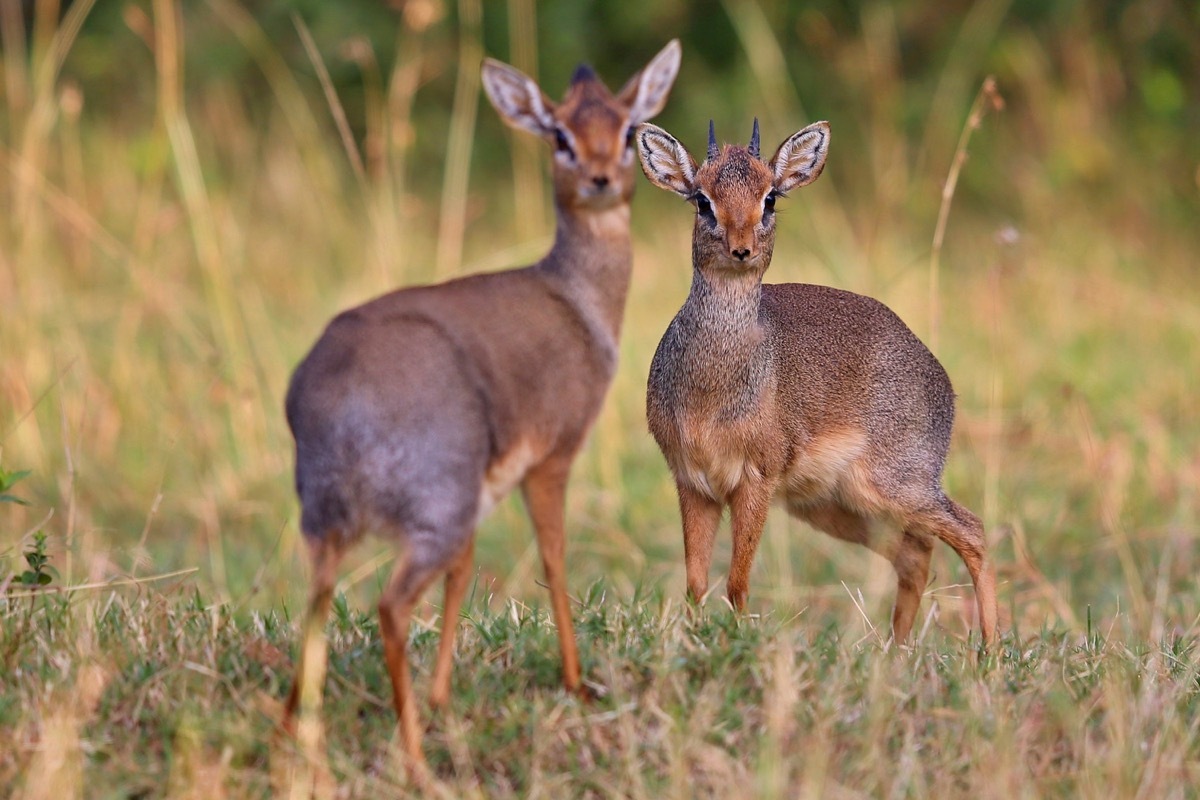 A pair of dik-diks