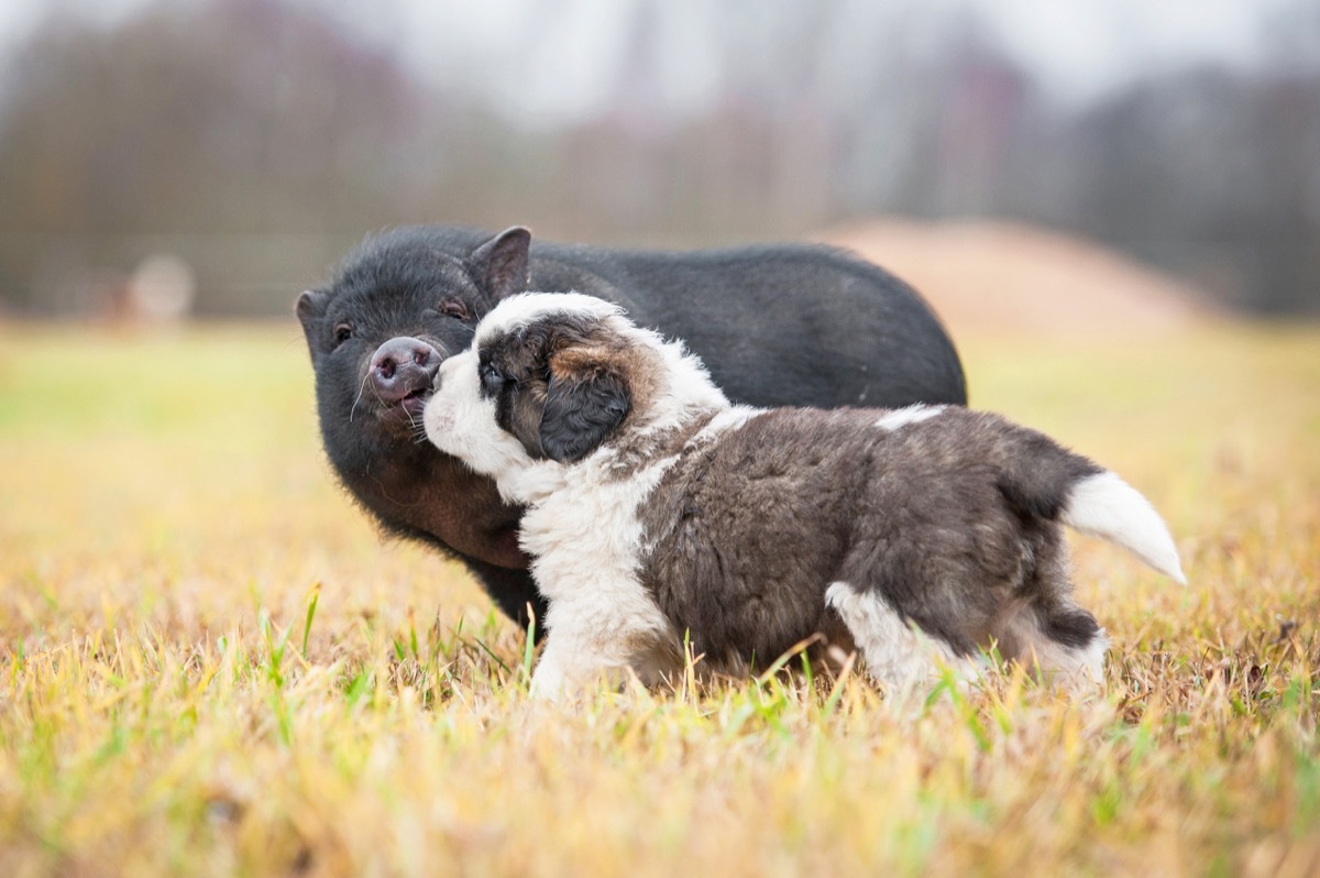 Saint Bernard puppy and piglet