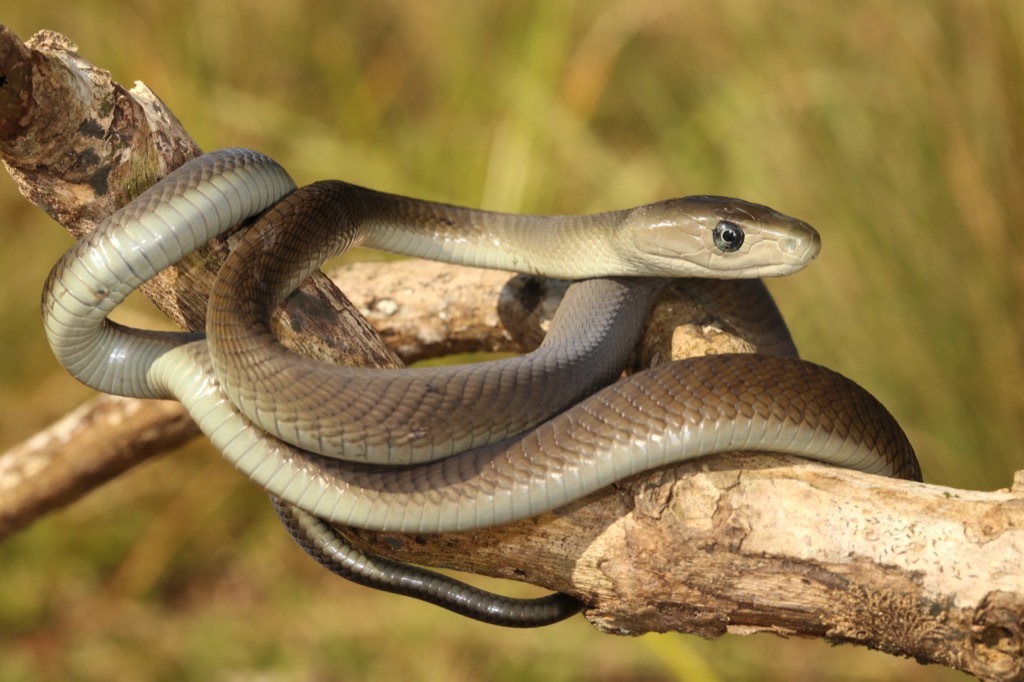 Black Mamba - deadliest animals