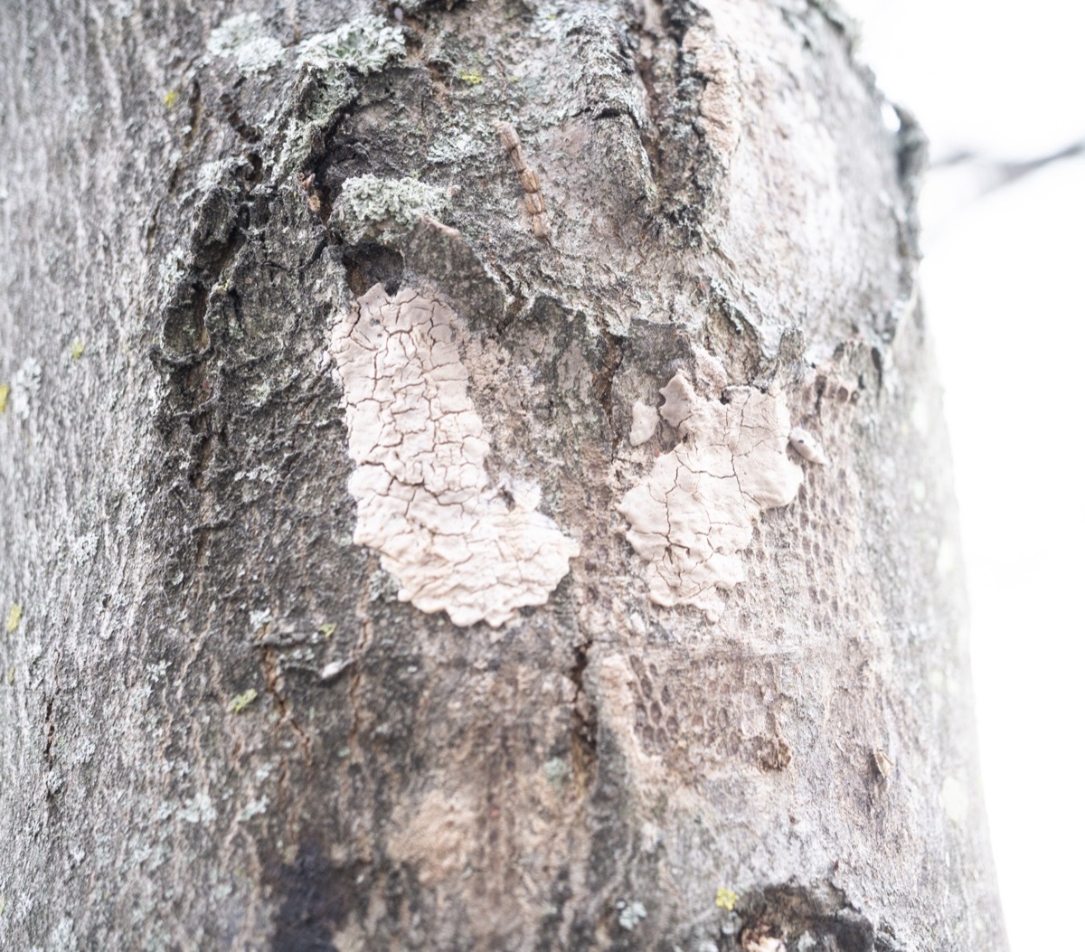 Spotted lanternfly egg mass on a tree