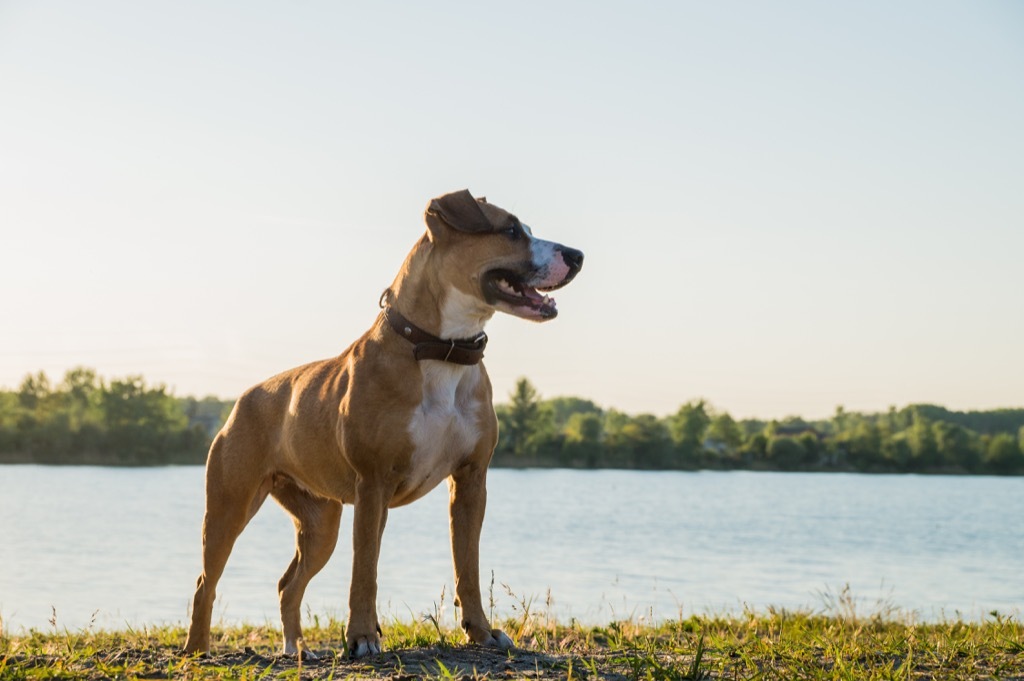 dog standing by a river