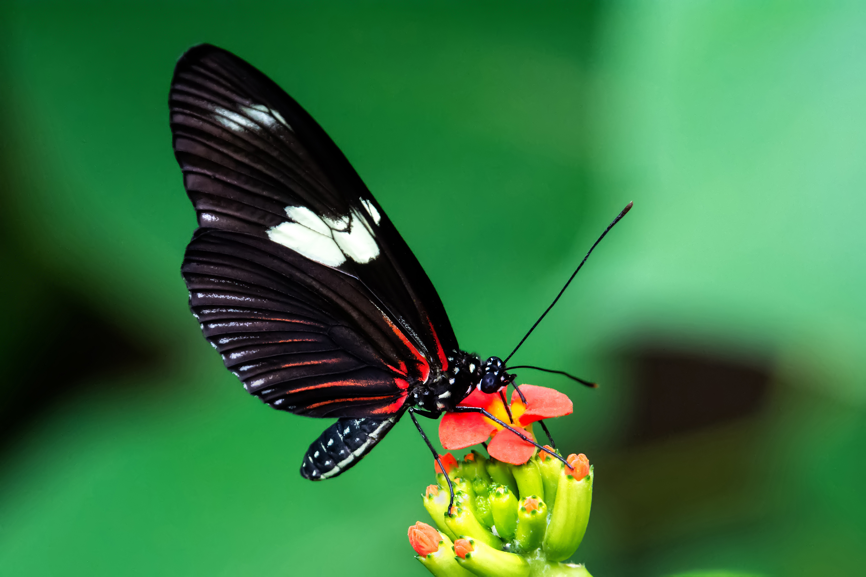 Texas Discovery Gardens