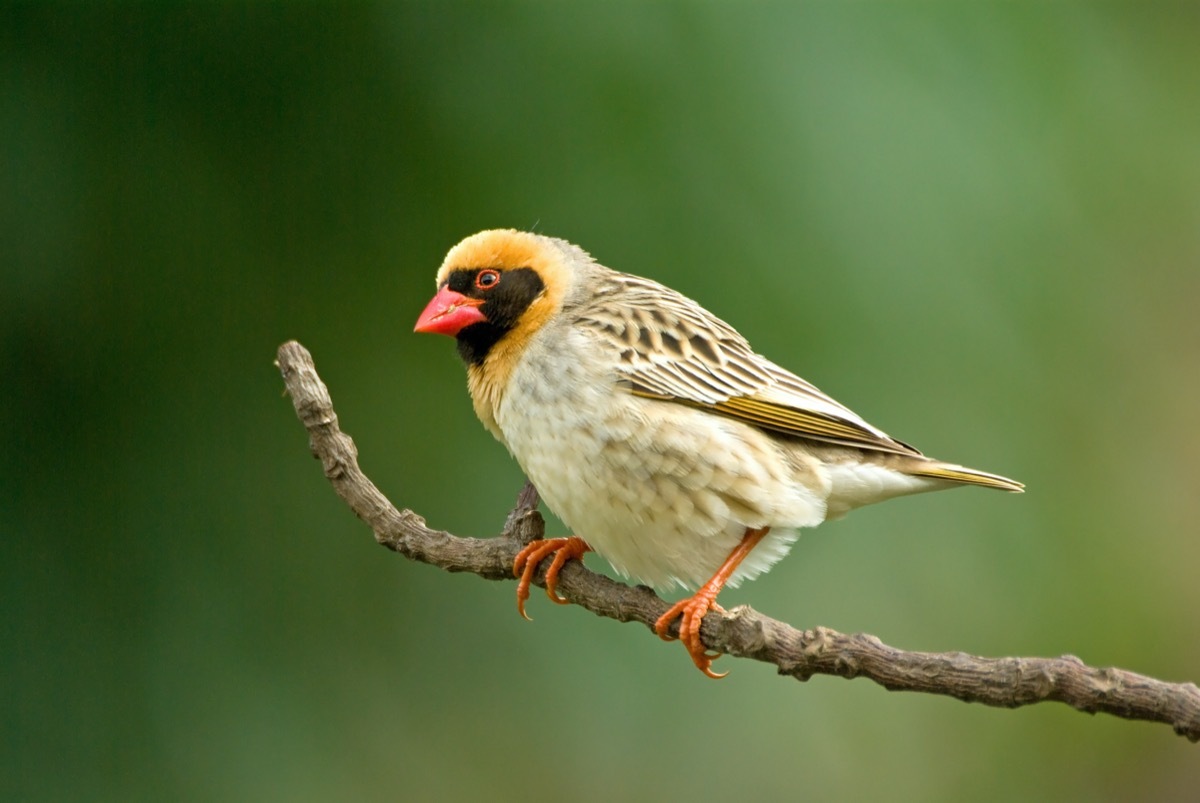 Red-billed quelea