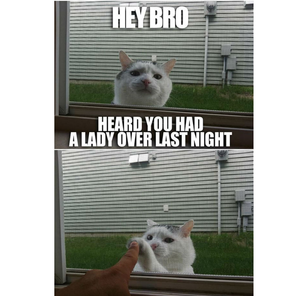 High five cat memes