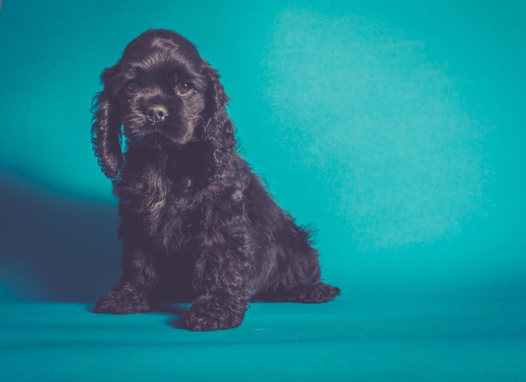 dog cocker spaniel prince william kate middleton baby