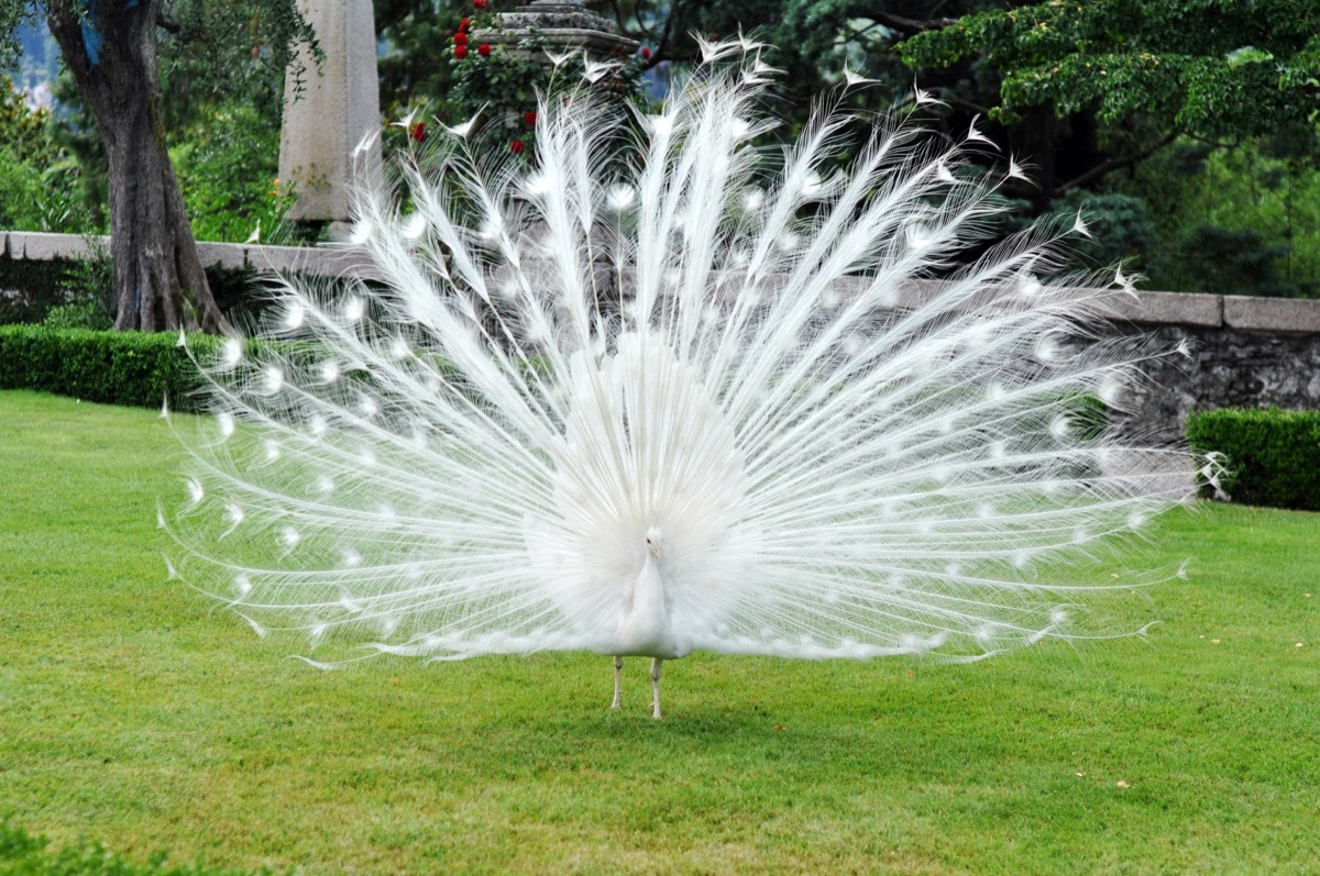 White peacock with its feathers open