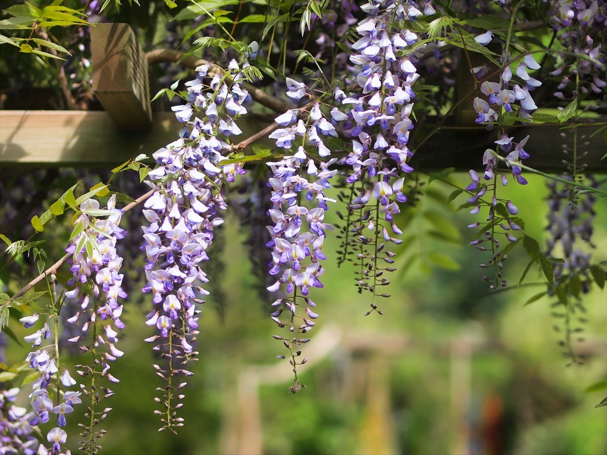 Wisteria Plant Dangerous Plants in Your Backyard