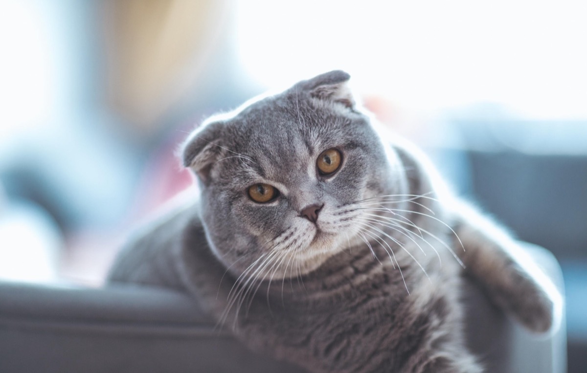 Scottish Fold Cat
