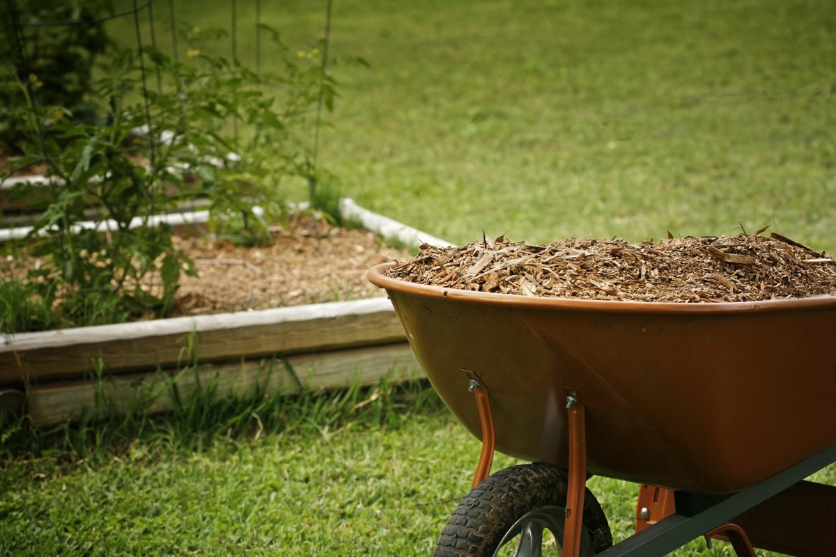 wheelbarrow full of march in garden
