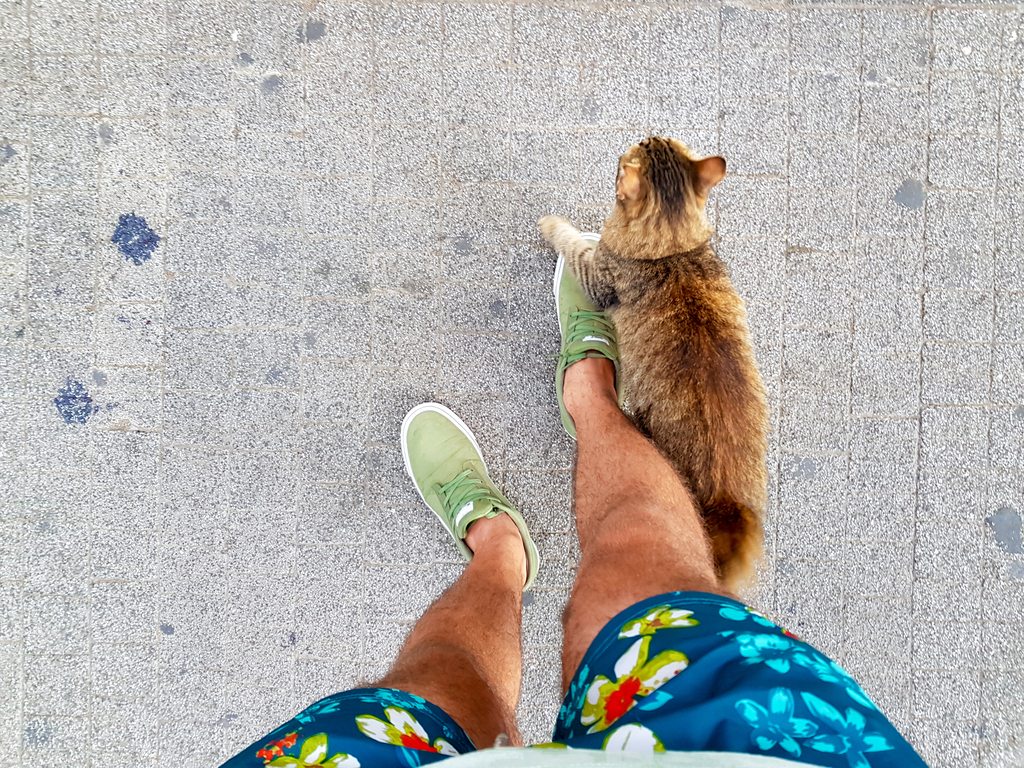 Cat Rubbing Against Legs