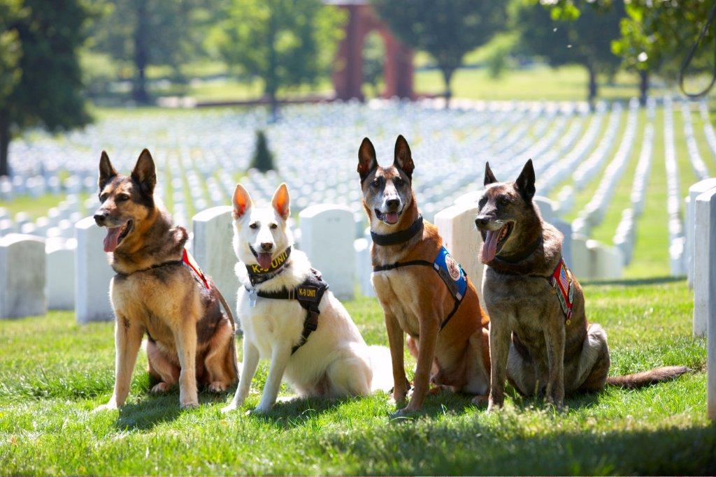 Image result for war dogs pets