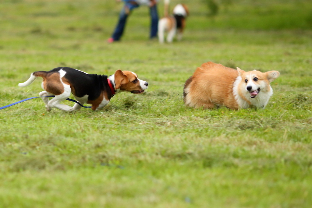 corgis race