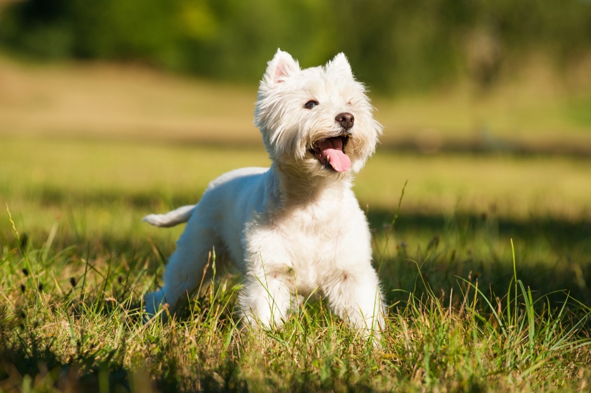 West Highland White Terrier in the grass