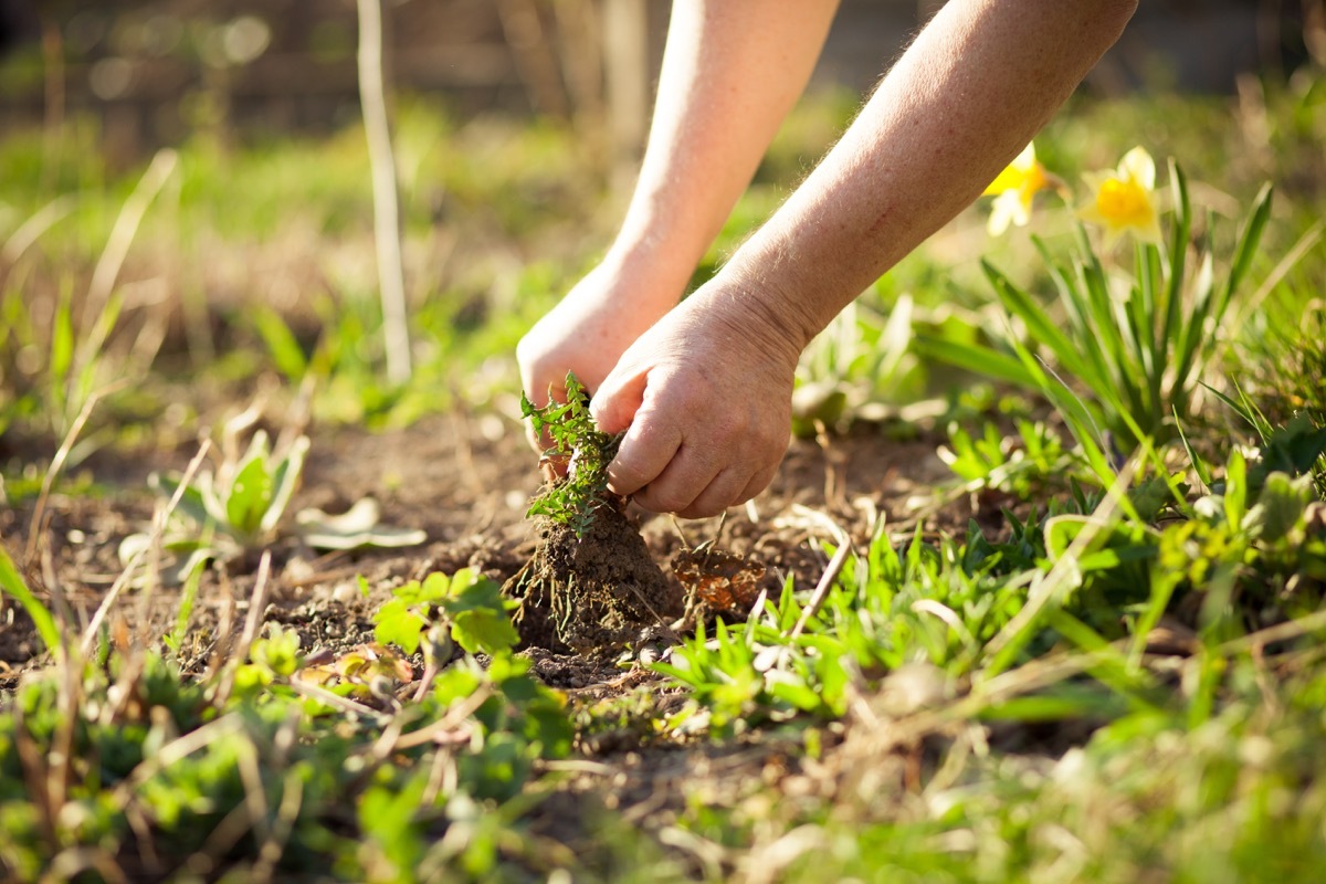 Person pulling a weed from the root