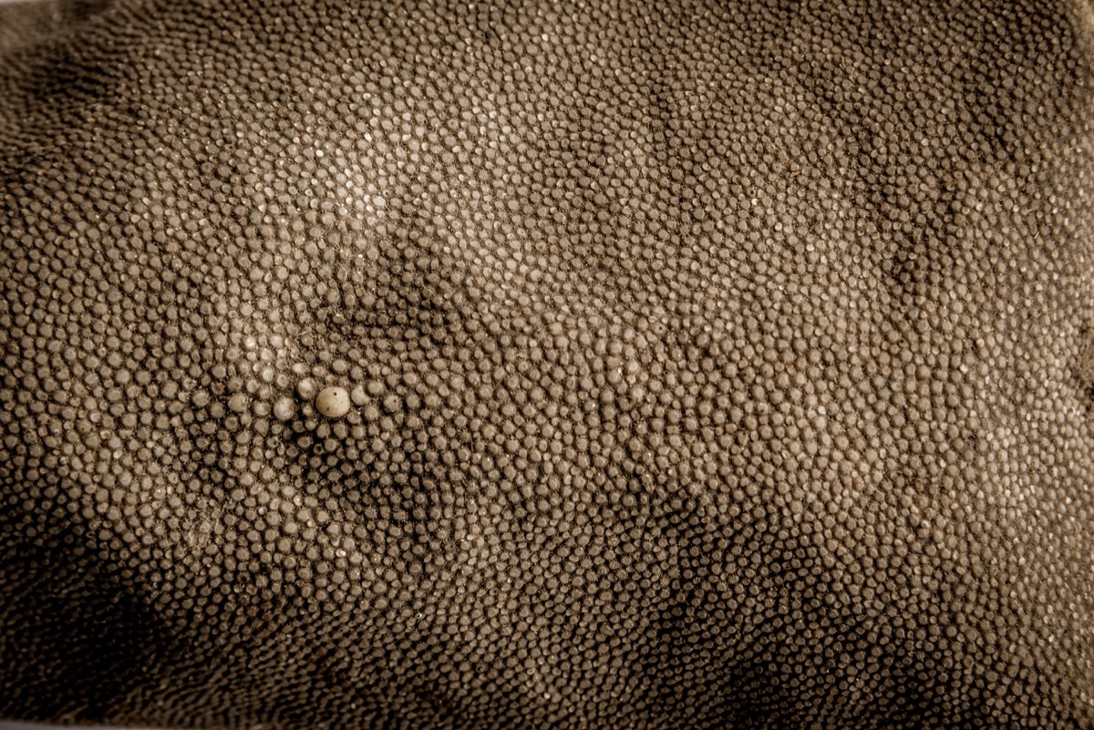 shark skin