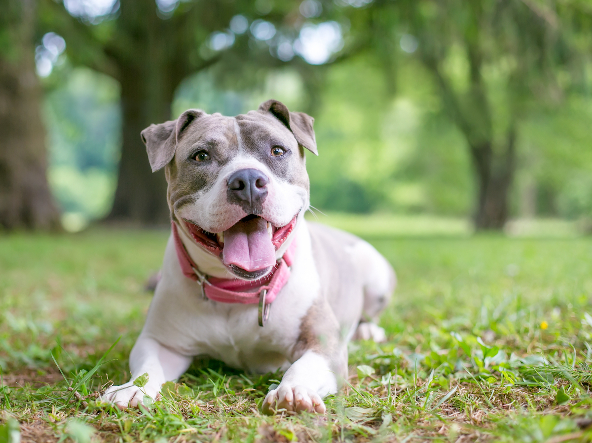 Staffordshire Bull Terrier in grass