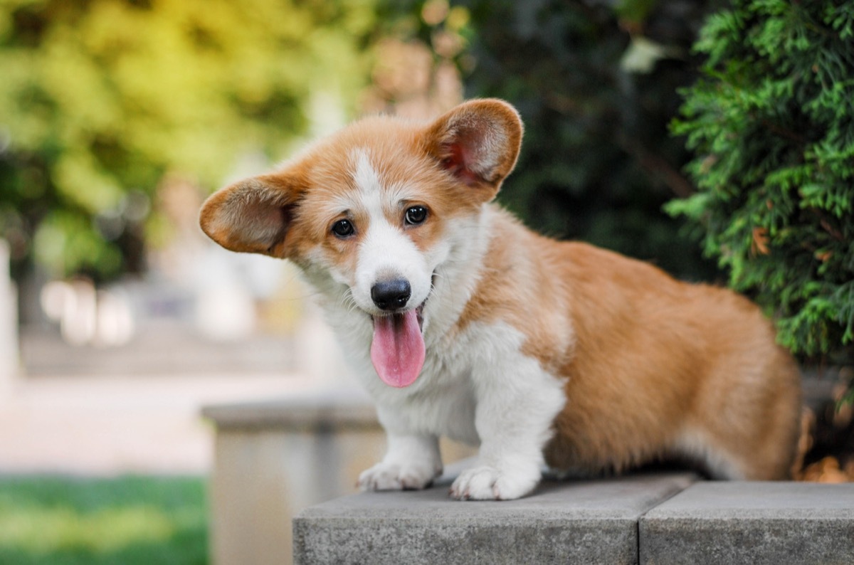 Pembroke Welsh Corgi