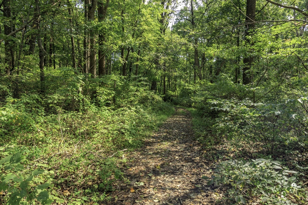 Walking along a Path through the Forest within a public park in eastern Pennsylvania