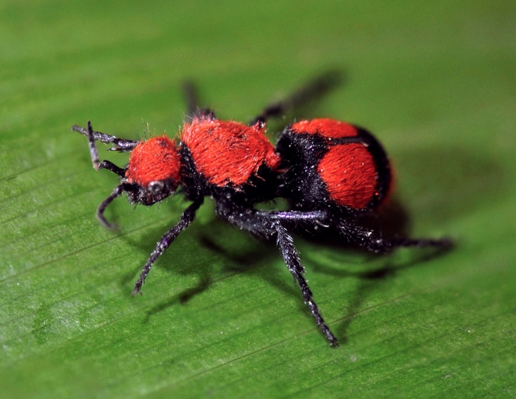 Velvet ants