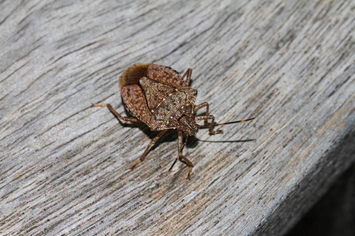 Stink bug on wooden deck