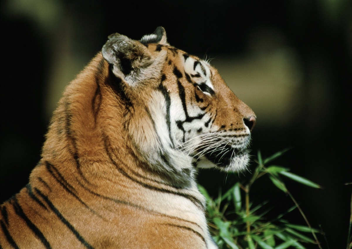 malayan tiger