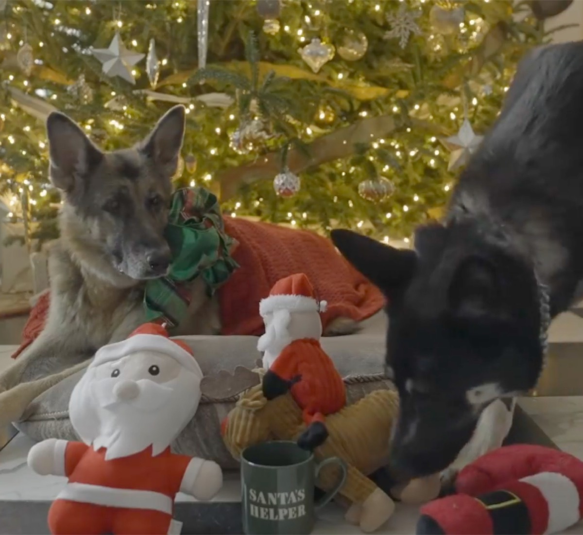 Champ and Major Biden