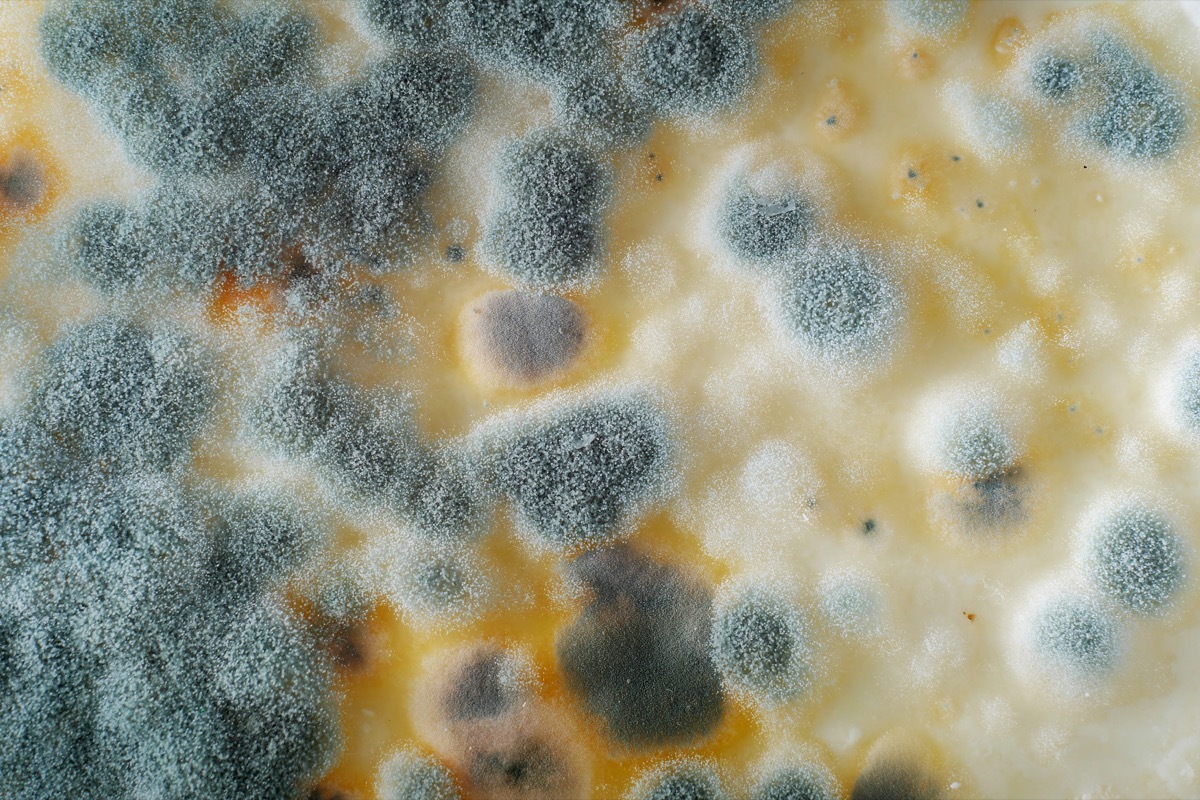 closeup of mould on a milk