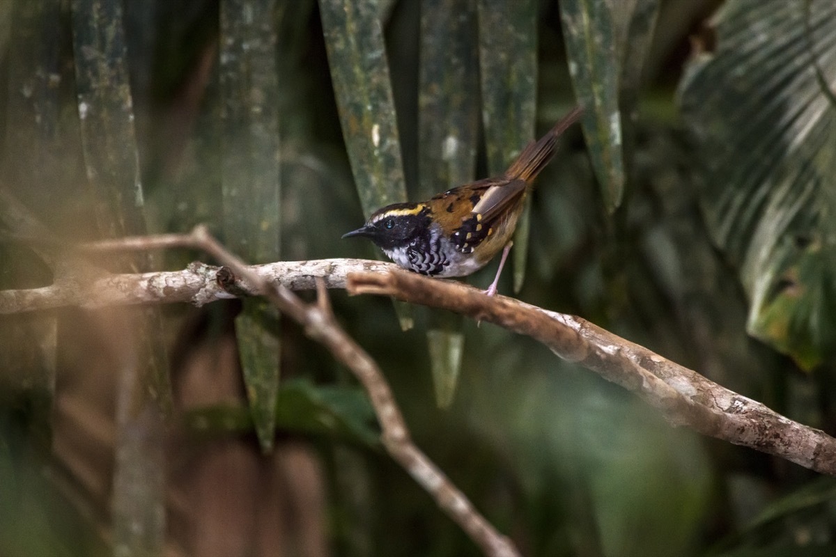 White-bibbed Antbird photographed in Domingos Martins, Espírito Santo - Southeast of Brazil. Atlantic Forest Biome. Picture made in 2013. - Image