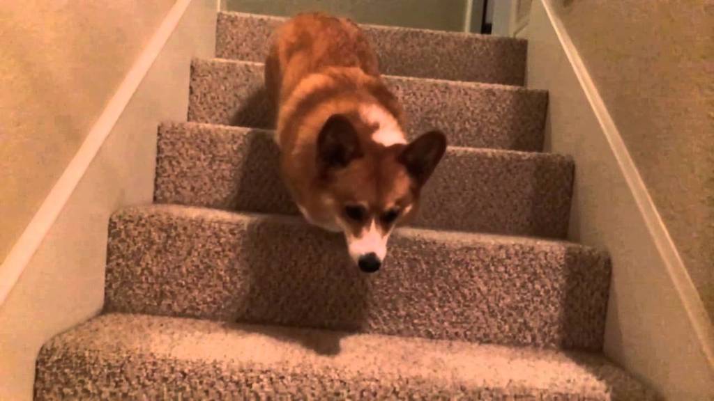 corgi stairs