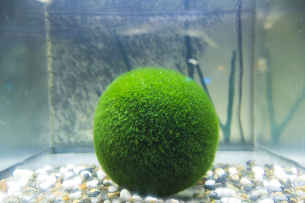 Marimo moss ball
